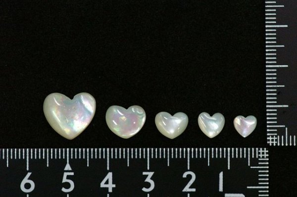 Photo1: Heart-Shaped pearl oysters (Thick) (1)