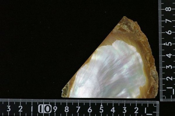 Photo1: Pearl shell (2.5 mm thick) (1)